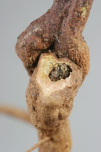 Ethonion cf. reichei, PL0437A, non-emerged adult, in Pultenaea largiflorens (PJL 2623) root crown gall, same gall dissected, SL, 7.2 × 2.7 mm